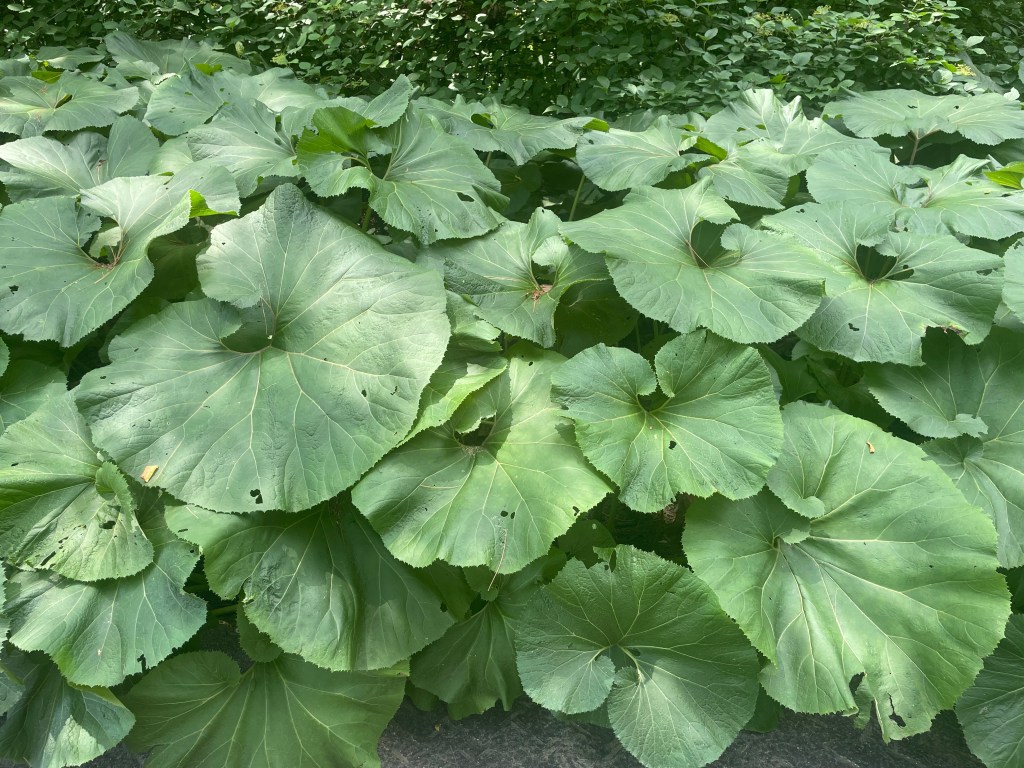 A Voice Worth&nbsp;Hearing